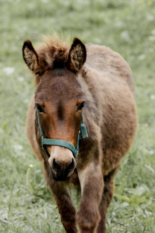 Appartamento Schmiedhof Gut Grossarl Esterno foto